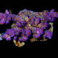 Acropora tenuis S Blue