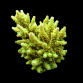Acropora tenuis S Green yellow
