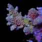 Acropora tenuis S Rainbow vari&eacute;t&eacute; 2