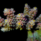 Acropora tenuis S Red