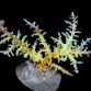 Acropora walindii 4-6cm Deep water