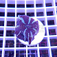 Actinodiscus caeruleus blue