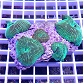 Actinodiscus striata green