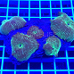 Actinodiscus striata green