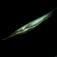 Aeoliscus strigatus 5-8 cm