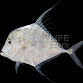 Alectis indicus Juv&eacute;nile 8-12 cm