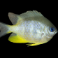 Amblyglyphidodon leucogaster 3-5 cm
