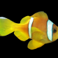 Amphiprion bicinctus Adulte 6-7 cm