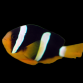 Amphiprion clarkii 4-6 cm