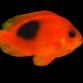 Amphiprion ephippium 5-8 cm