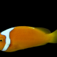 Amphiprion leucokranos M