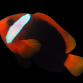 Amphiprion melanopus 4-6 cm