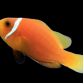 Amphiprion nigripes 4-6cm