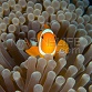 Amphiprion ocellaris