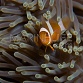 Amphiprion ocellaris