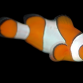 Amphiprion ocellaris 3-5 cm