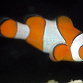 Amphiprion ocellaris 3-5cm