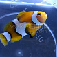 Amphiprion percula S, forme dite "de Papouasie" Elevage