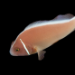 Amphiprion perideraion 4-6cm