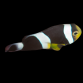 Amphiprion polymnus 4-6 cm