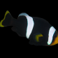 Amphiprion sebae 4-6 cm Nageoire caudale jaune