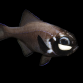 Anomalops katoptron M