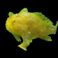 Antennarius dorehensis 4-5 cm