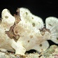 Antennarius maculatus