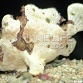 Antennarius maculatus