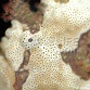 Antennarius maculatus