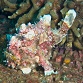Antennarius maculatus