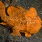 Antennarius pictus