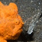 Antennarius pictus