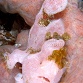 Antennarius pictus