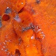 Antennarius pictus