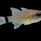 Apogon aureus 4-6 cm
