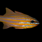 Apogon cyanosoma 4-6 cm Ray&eacute; dor&eacute;