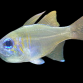 Apogon leptacanthus 4-6 cm