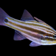 Apogon margaritophorus 2-4 cm