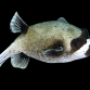 Arothron diadematus M