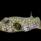 Arothron hispidus M