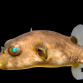 Arothron immaculatus 10-15 cm