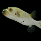 Arothron nigropunctatus M