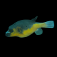 Arothron nigropunctatus M