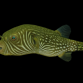 Arothron reticularis 10-15 cm