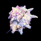 Astralium spp. 3-4 cm