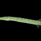 Aulostomus chinensis 10-20 cm Gris