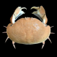 Calappa sp 4-8cm