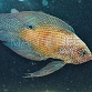 Calloplesiops altivelis