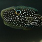 Calloplesiops altivelis